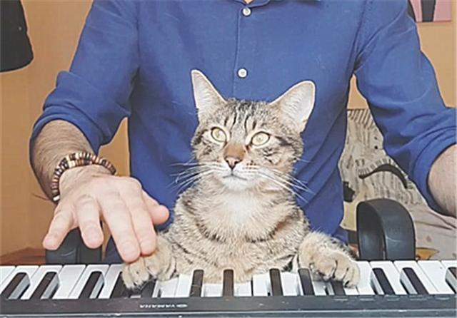 大猫小猫钢琴弹奏图片