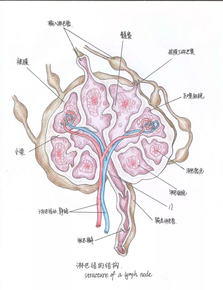 被耽誤的靈魂畫手!天壇醫生手繪人體解剖圖,看完太驚豔!