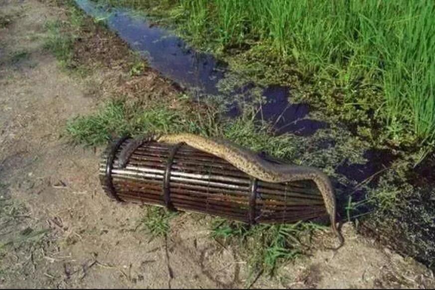 柬埔寨最恐怖的生物"食人水蛭",长达2米,网友:撒腿就跑