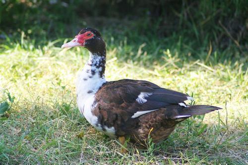 它是"外来物种",因肉质鲜嫩被引进我国,身上还会散发麝香味!