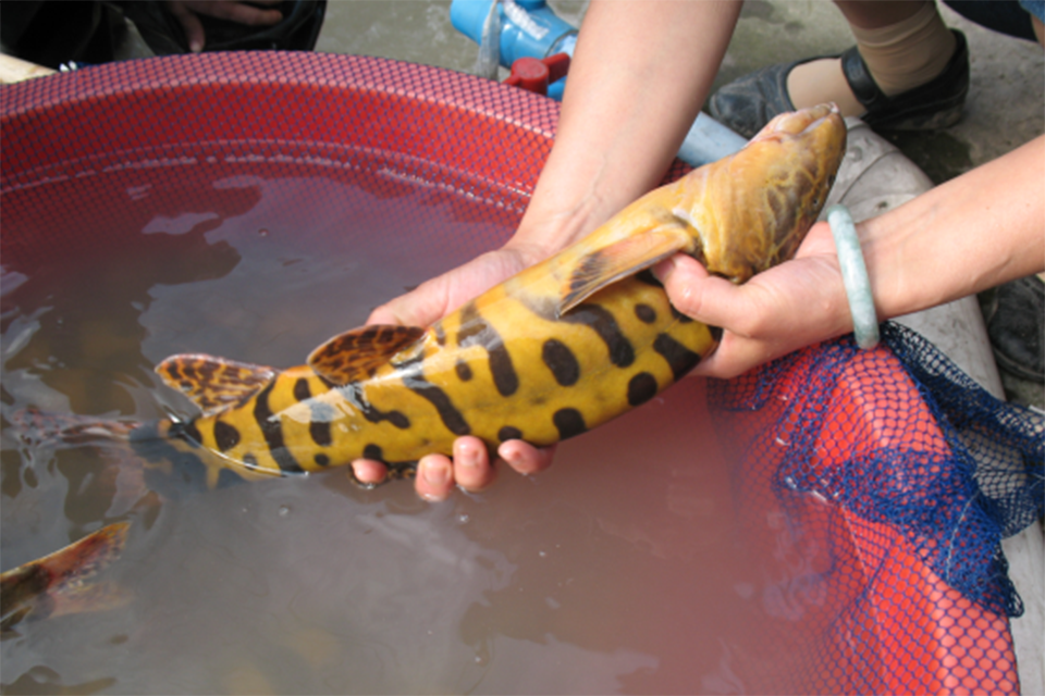 专家:长江里不为人知濒临灭绝的生物还很多 白鲟灭绝只是开头