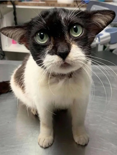 铲屎官左看右看,依然觉得这只大耳朵,圆脑