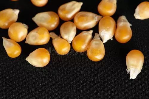 又到购买玉米种子季,这些坑你入过吗?