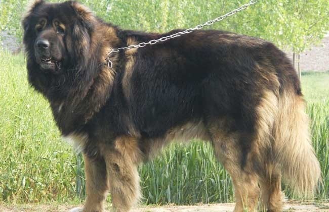 世界上最凶猛好斗的高加索犬，无愧“犬中之王”的美誉