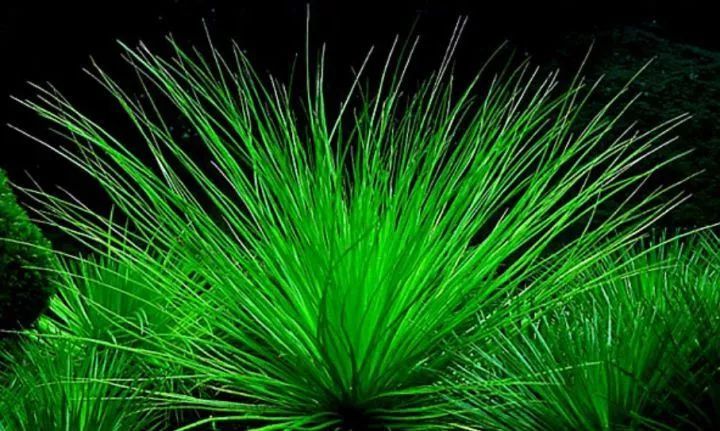 茎根状,线形叶丛生,原产南亚印尼.