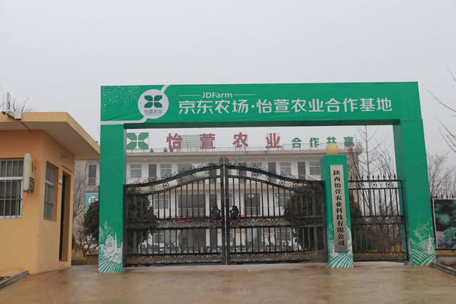 富平大糖西柿走出陕西京东农场全线赋能助农增收