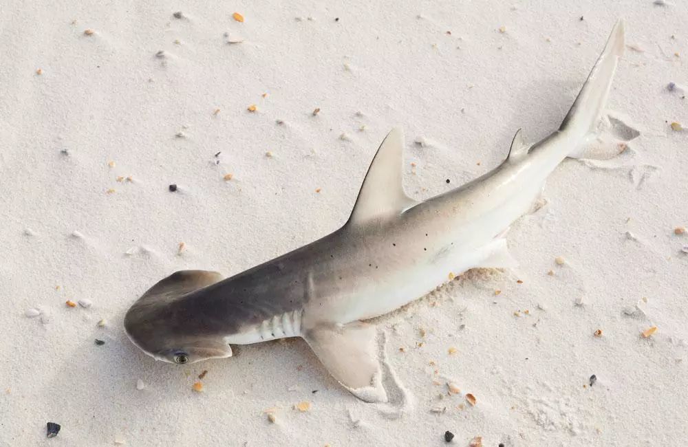 推荐目的地行程 bonnethead shark英文直译名:小帽鲨 窄/头 / 双/髻