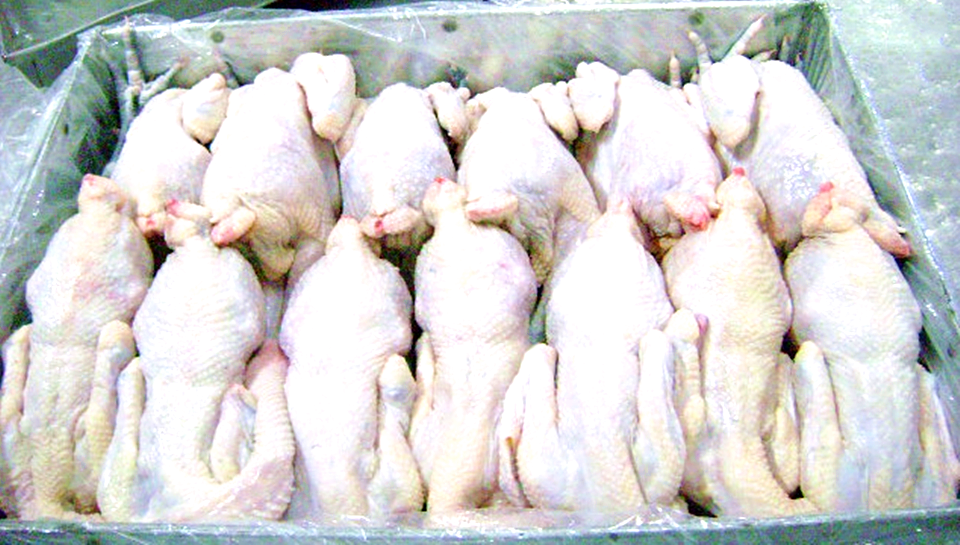 超市里那么多的冻鸡到底是从哪来的看完你还敢吃吗