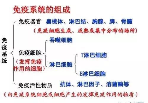 包括各種病原微生物的入侵,腫瘤細胞的擴增以及自身免疫性疾病的產生