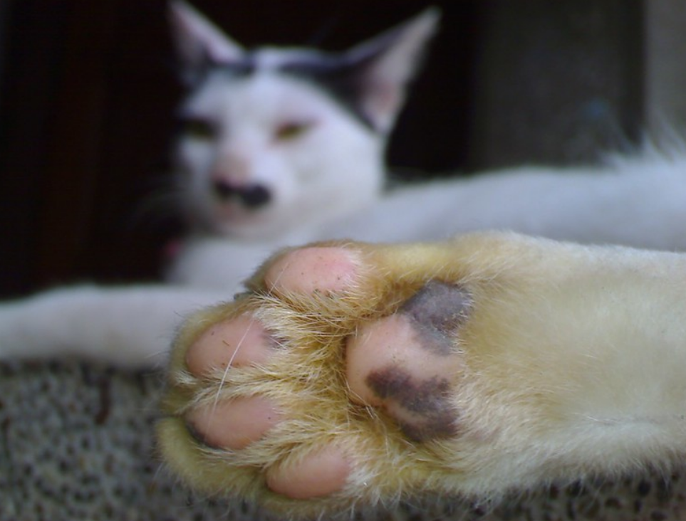 肉球可不是 花架子 它的5个功能对猫都有用 太冷太热都不好 腾讯新闻