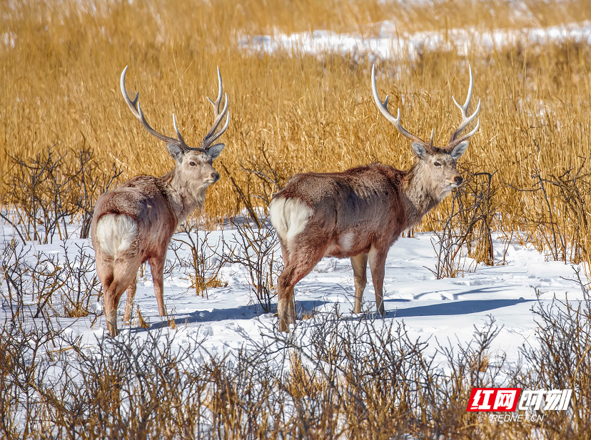 大自然的精灵│内蒙古的马鹿为2020的湖南人贡献表情包