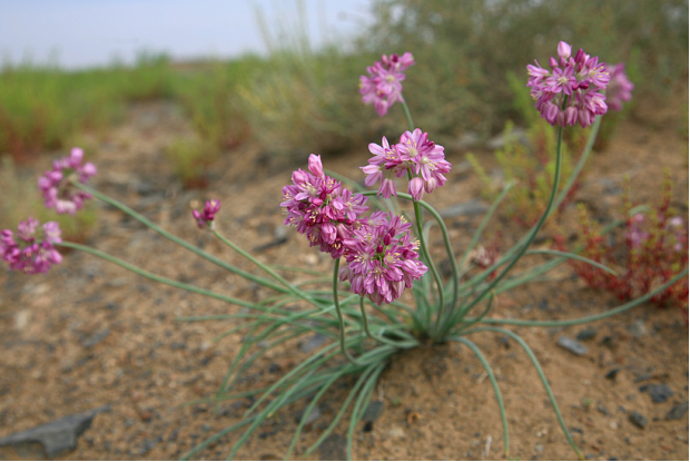 野生沙葱整体外观