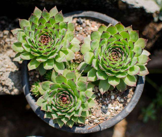 多肉植物也会开花 那么开花后花箭要怎么办 腾讯新闻