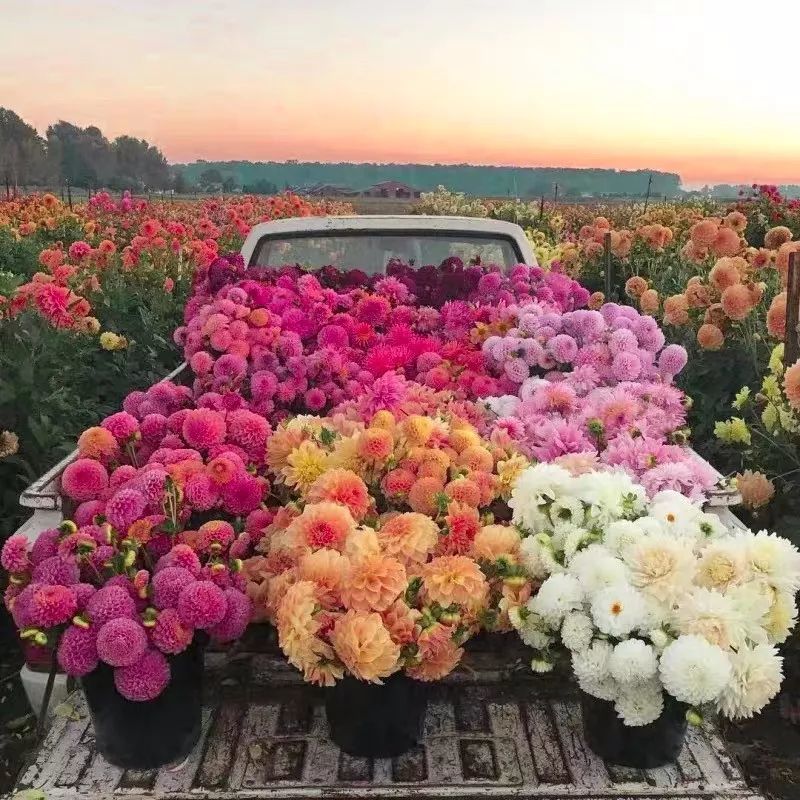 这十种名字土得掉渣 开花却很漂亮的花 你见过几种呢 腾讯新闻