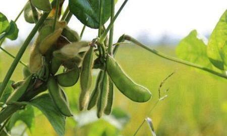 種植毛豆產量跟不上不要急趕緊做好這些措施