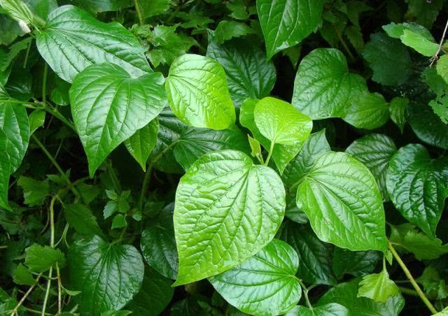 农村一种名字很特别的野草,叶子可当菜,果子能直接吃,您见过吗