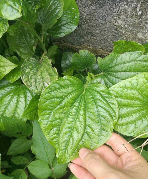 蒌这种野草是可以采来食用的,而且叶片非常香,农家人经常拿来当作菜的