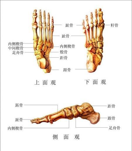 为什么中国人比欧洲人少两块骨头