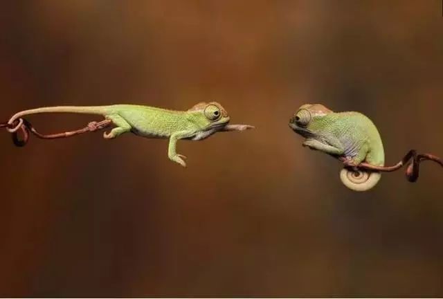 图图有趣:眼见不一定为实!