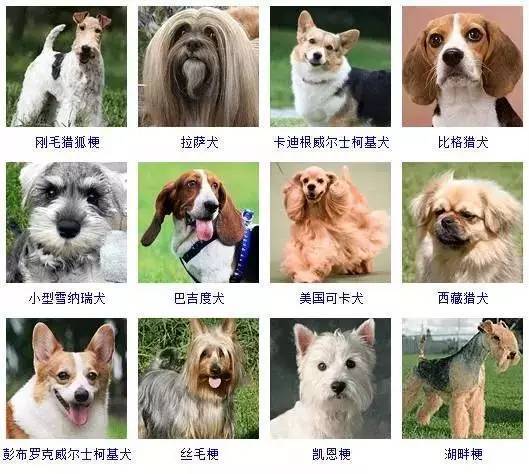 【供参考】178种狗狗品种大全，按体型、智商都是这么分_腾讯新闻