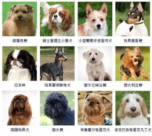 【供参考】178种狗狗品种大全，按体型、智商都是这么分_腾讯新闻