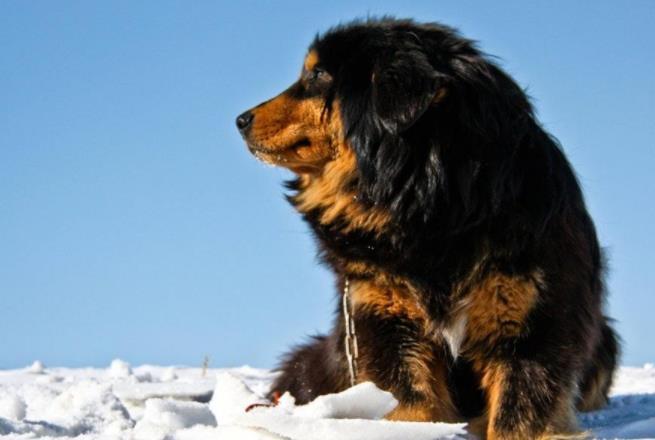 它連藏獒都不怕,是我國最優秀的猛犬之一,知道的人卻不多_騰訊新聞