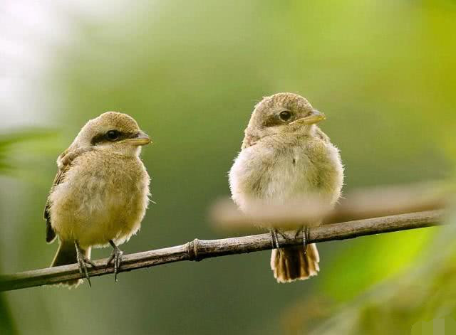 巴菲特 你投入一只鸟多少年能收回两只 三年收回 回报26 巴菲特 伯克希尔公司