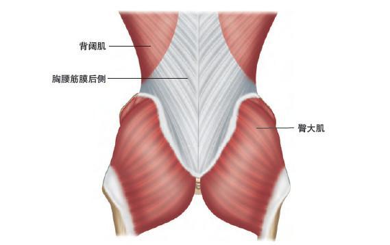 代偿 疼痛 你不可忽视的臀大肌训练 腾讯新闻