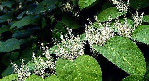 佰瑞衡 红葡萄提取白藜芦醇与虎杖提取白藜芦醇的区别 腾讯新闻