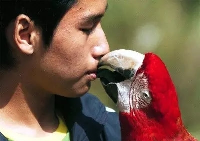 男子养鸽子,亲密接触后患上罕见"鹦鹉热"!养鸟人需谨防感染病