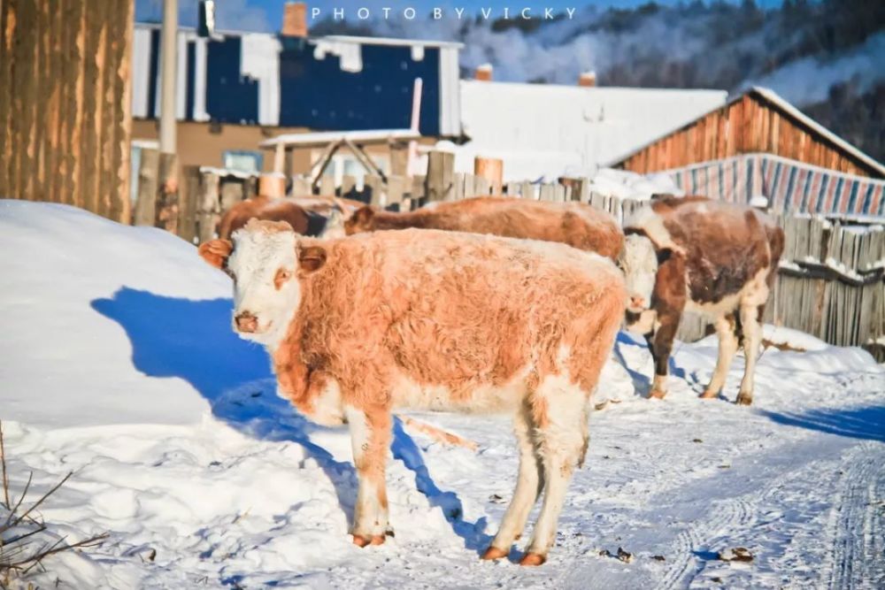 果断收藏!2020年最佳国内旅行时间表来啦!