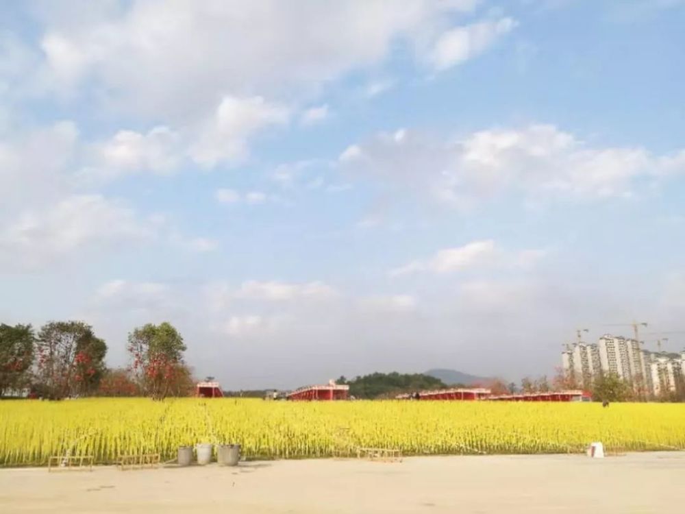 九龙湖广场的"金色麦田地",一眼望去,充满丰收的喜悦.