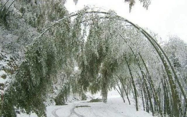 松竹梅岁寒三友,读朱元璋的《雪竹》诗,看竹子如何傲立风雪