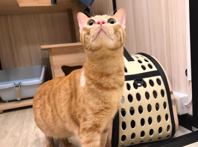 猫咪抬头时脖子变长,主人看傻眼,怀疑自己养了只草泥猫