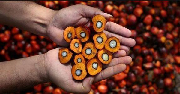 除了出油量非常高以外,油棕果本身的特性,也远远吊打了其他食用油的原