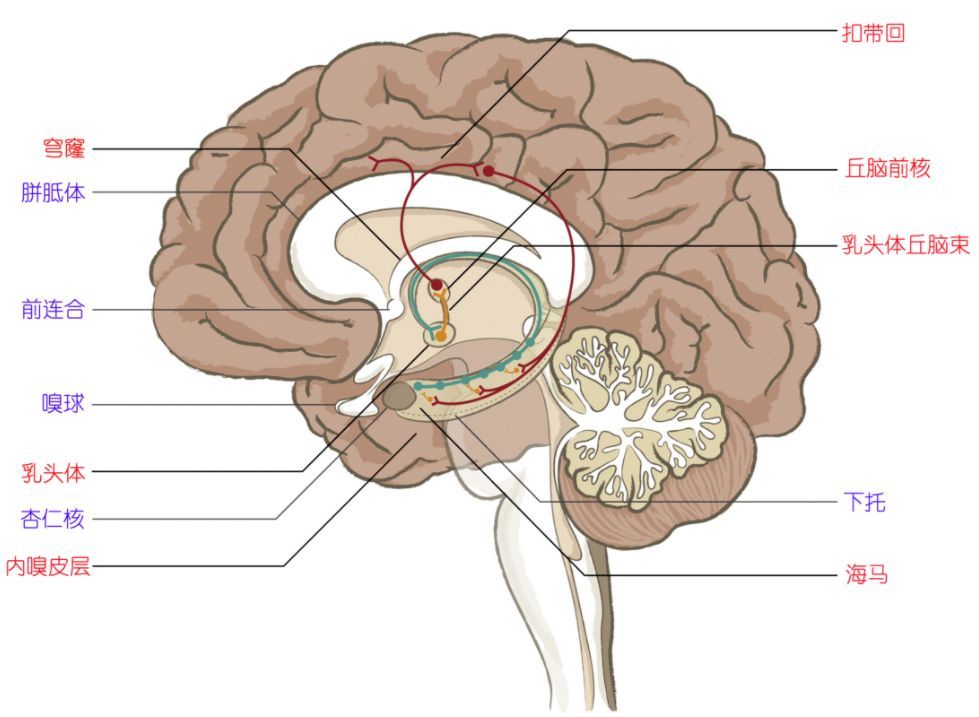 美敦力dbs特刊 | 专访林元相: dbs治疗癫痫价值何在 看好双侧丘脑前核