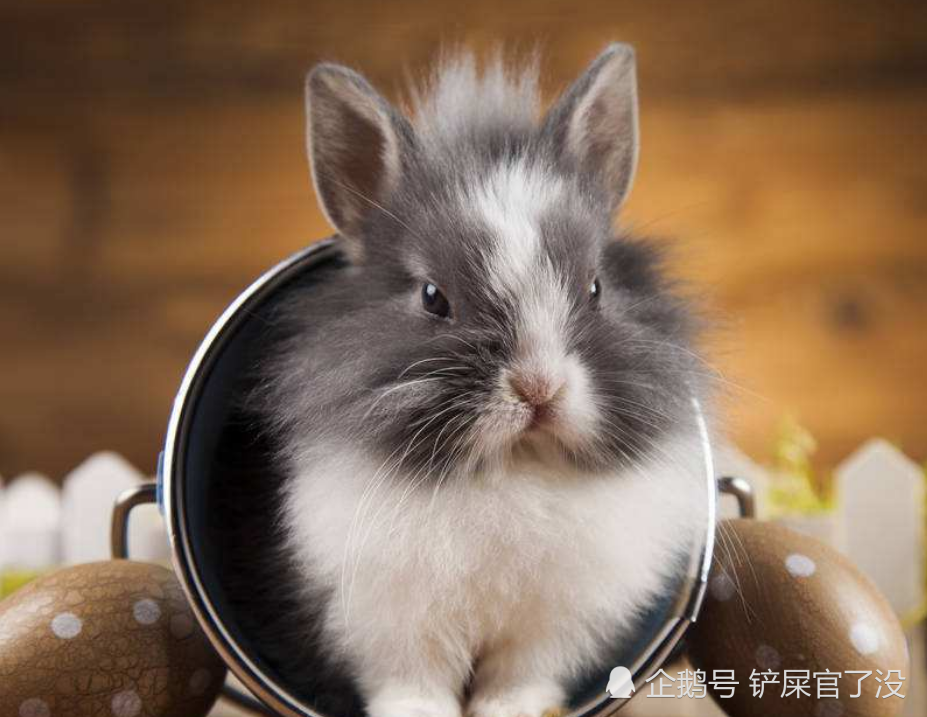 为什么兔子不能洗澡?并不是不能洗,要注意