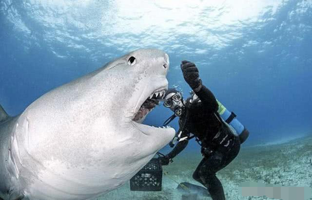 其中蓝鲸是最大的鲸鱼种类,成年蓝鲸光是它的舌头就和大象一样重,它的