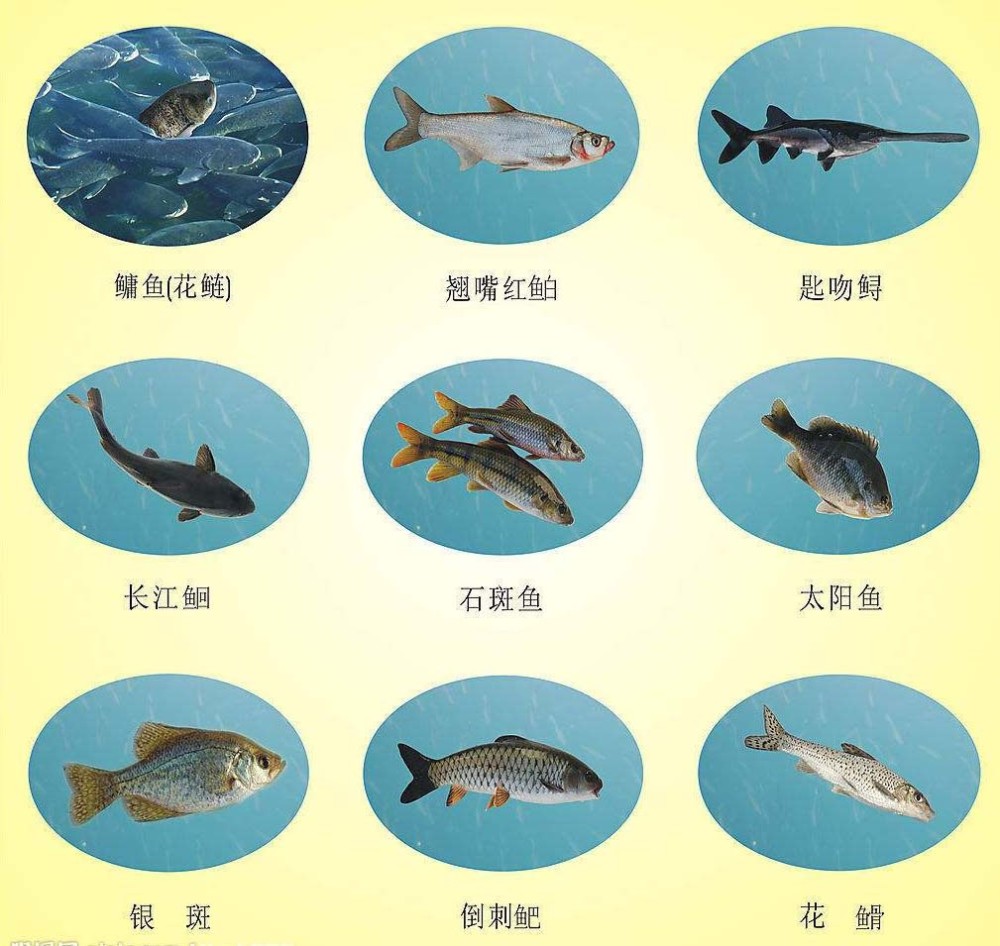 长江里从古至今 灭绝了多少水生物 腾讯新闻