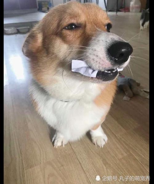 世界上没有一个狗狗不喜欢玩纸,这4个原因让你知道,你的纸为什么被玩