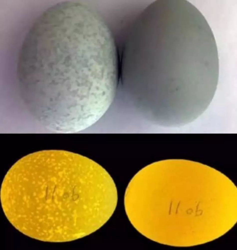 鸡蛋壳上有暗斑是怎么回事?如何解决? - 农产品集购网