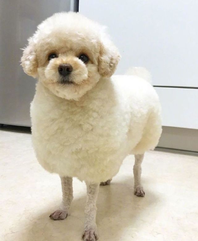 主人想给狗砸剃个"贵宾脚",结果一不小心剃多了