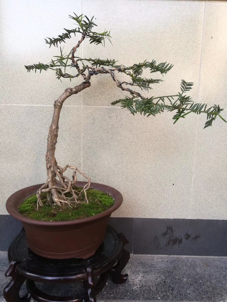 西施最爱的香榧由这位90后小伙做成了盆景