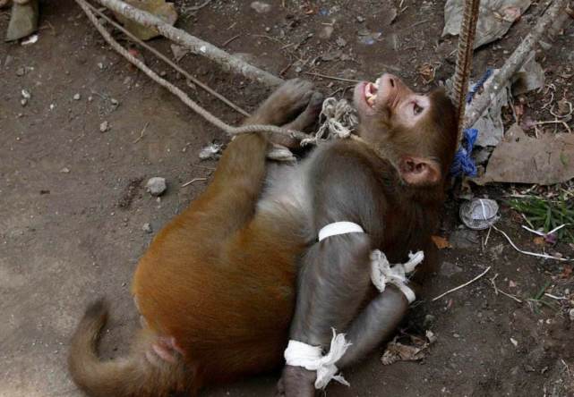 消息放出后,很多印度人都加入到捕捉猴子的行列中,还有一些人凭借捕捉