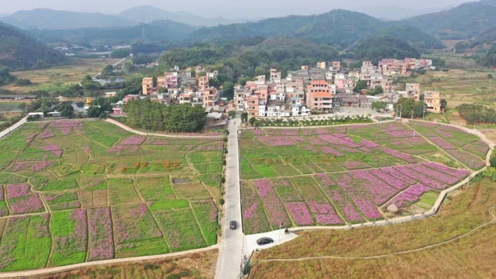 是心动的感觉安塘这片花海你可曾去过