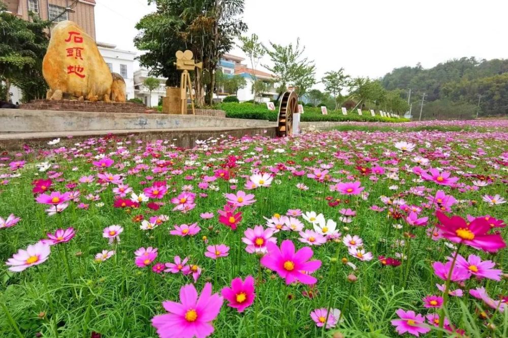 是心动的感觉安塘这片花海你可曾去过