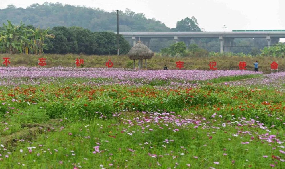 是心动的感觉安塘这片花海你可曾去过