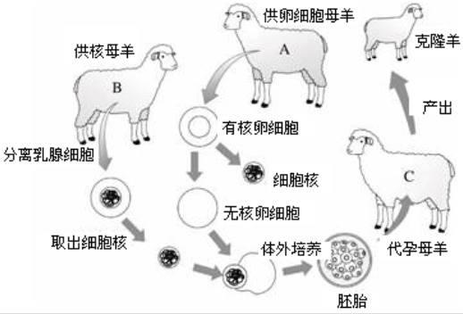 生物课上了解到的克隆羊多莉最后下场如何结局让人伤心