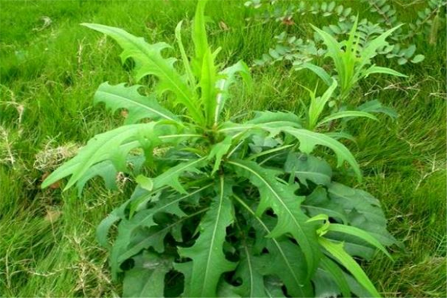 这种草常生长于路旁,以前农民常常用它喂猪,如今一斤可卖20元