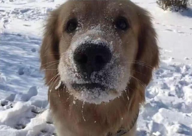 俗语:"人冷腿,狗冷嘴",后面还有两句,你注意过这个现象吗?